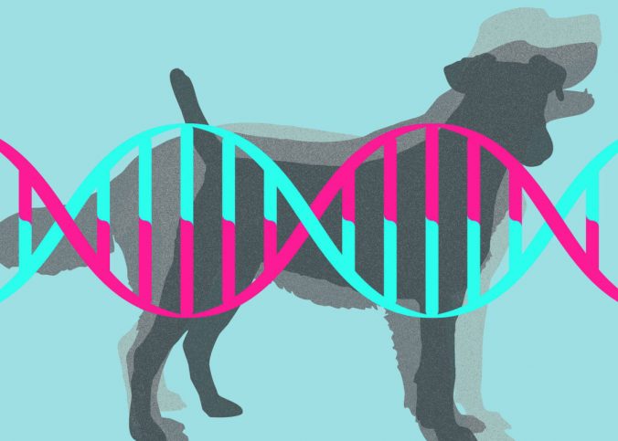 Genes that make wild animals our pets
