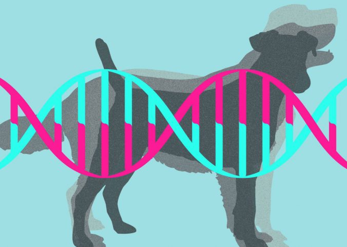 A dog behind the DNA molecule