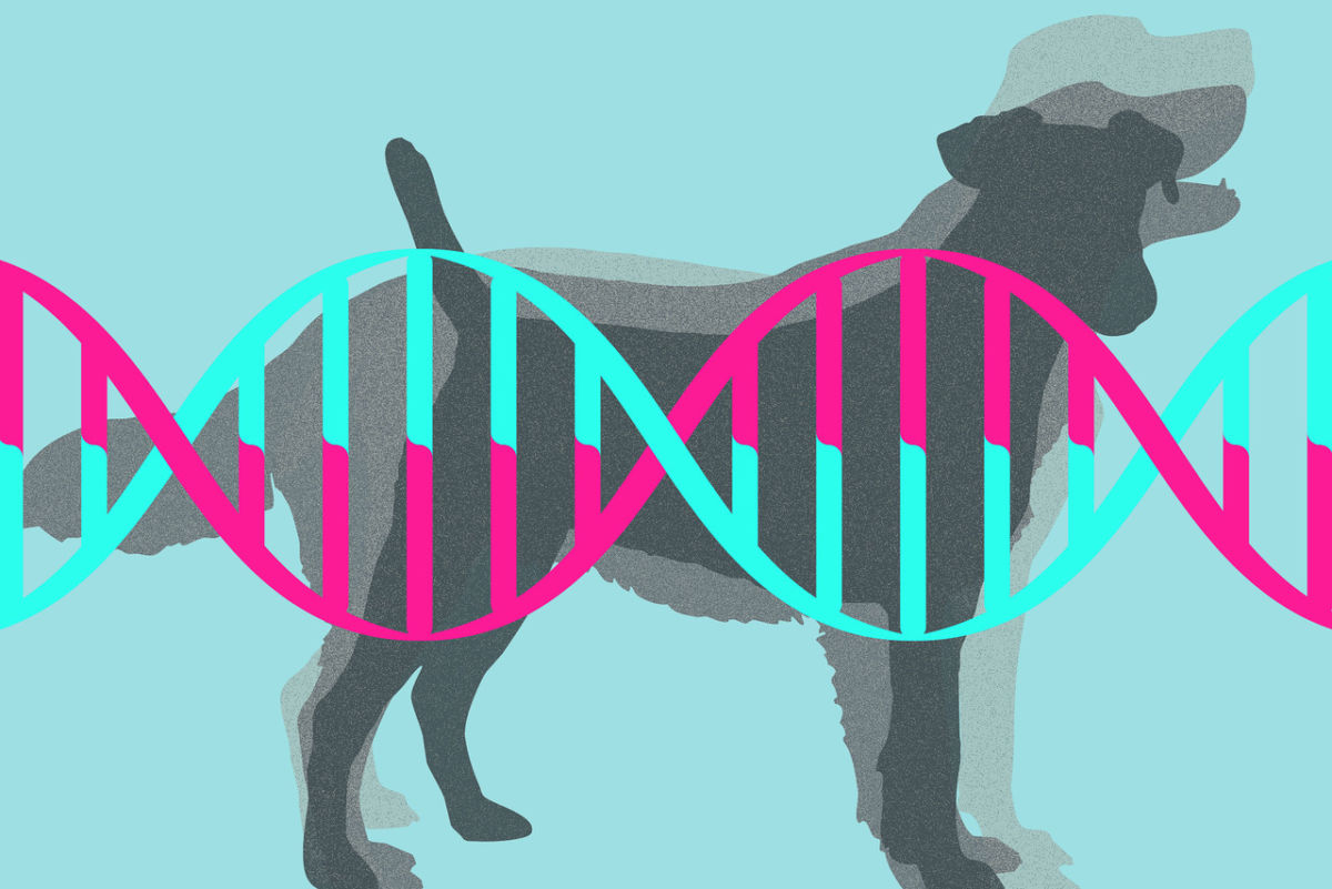 A dog behind the DNA molecule