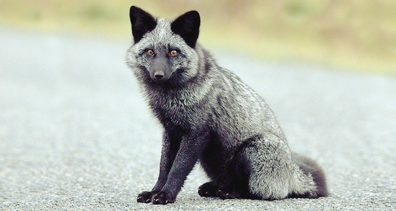 silver foxes